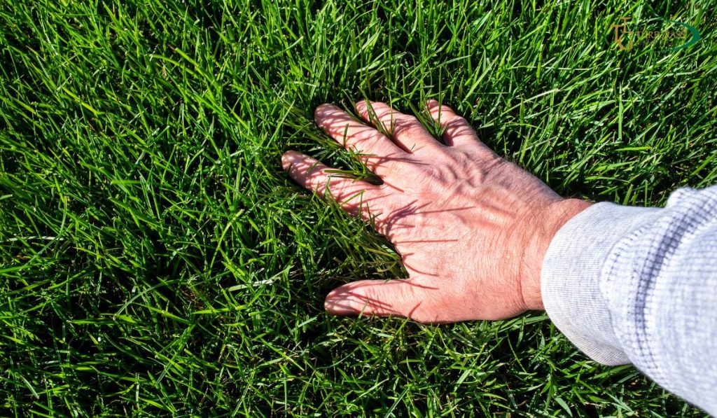 lawnhealth2
