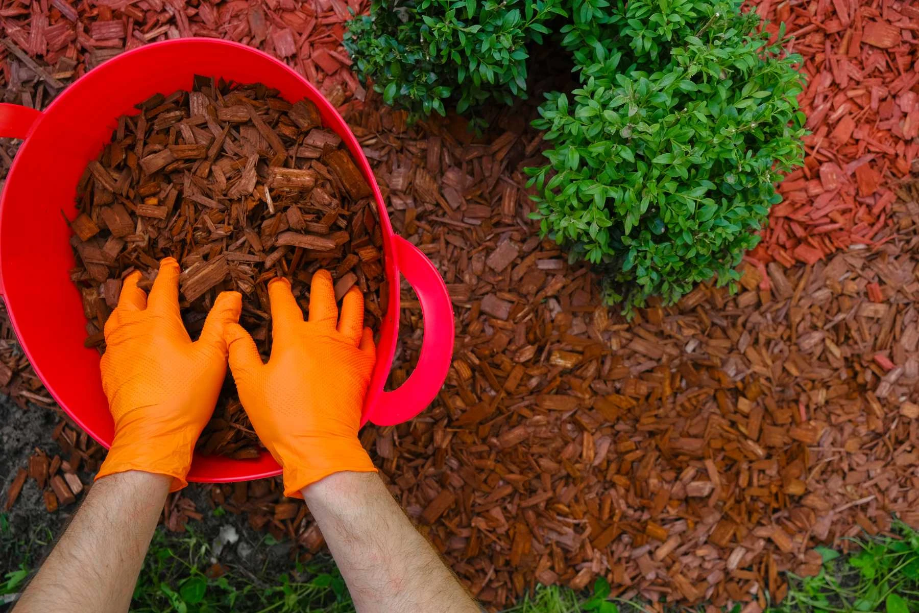 whymulch